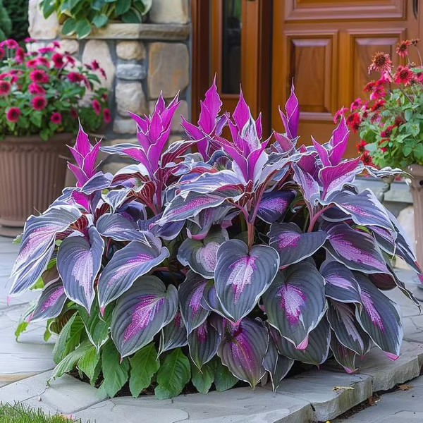 🌿Premium Rare Hosta Seeds 💥50% Off Today Only