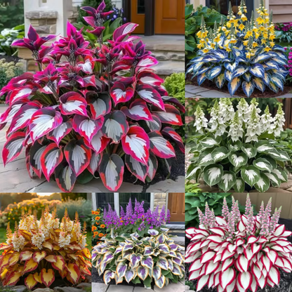 🌿Premium Rare Hosta Seeds 💥50% Off Today Only