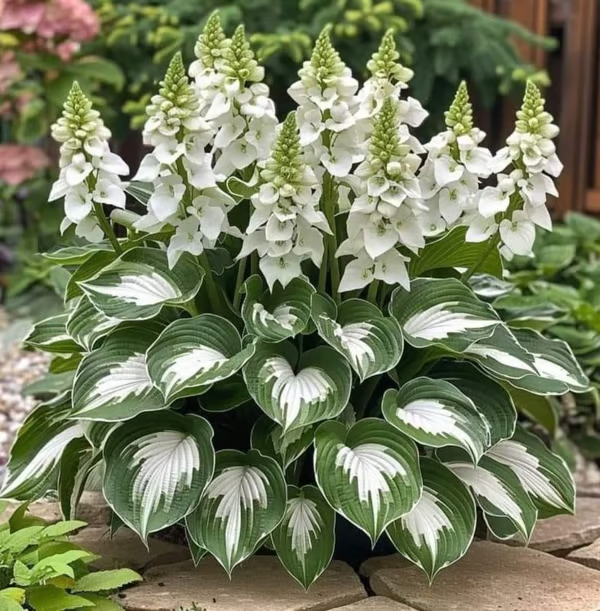 🌿Premium Rare Hosta Seeds 💥50% Off Today Only