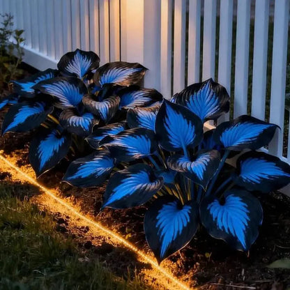 🌿Premium Rare Hosta Seeds 💥50% Off Today Only