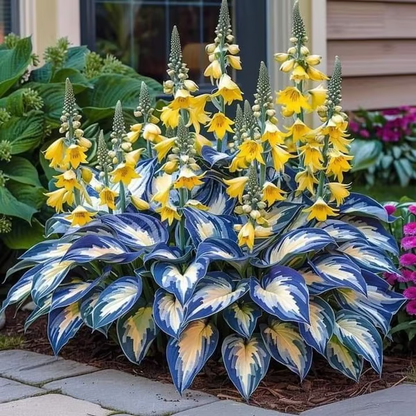 🌿Premium Rare Hosta Seeds 💥50% Off Today Only